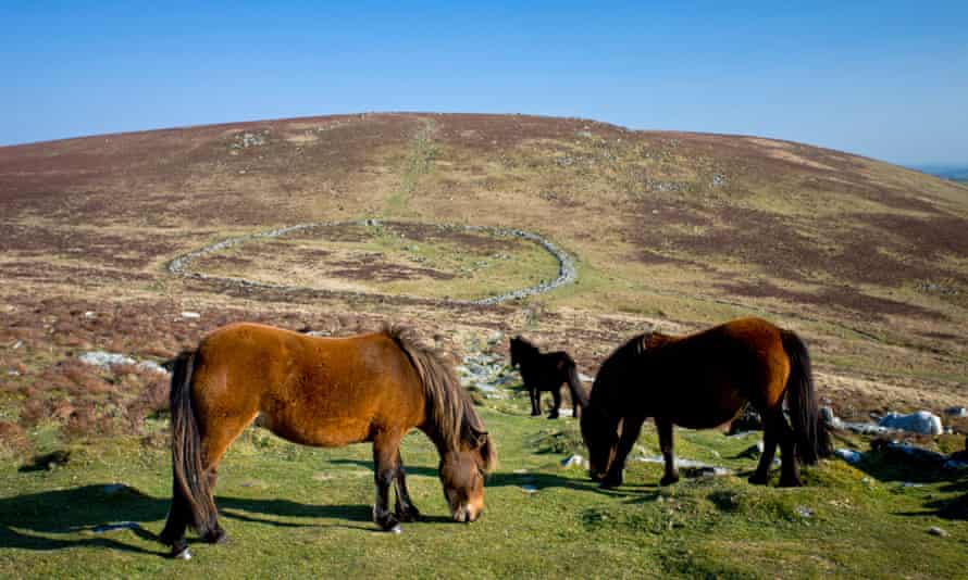 Dartmoor Ponys grasen an den Überresten eines Steinkreises