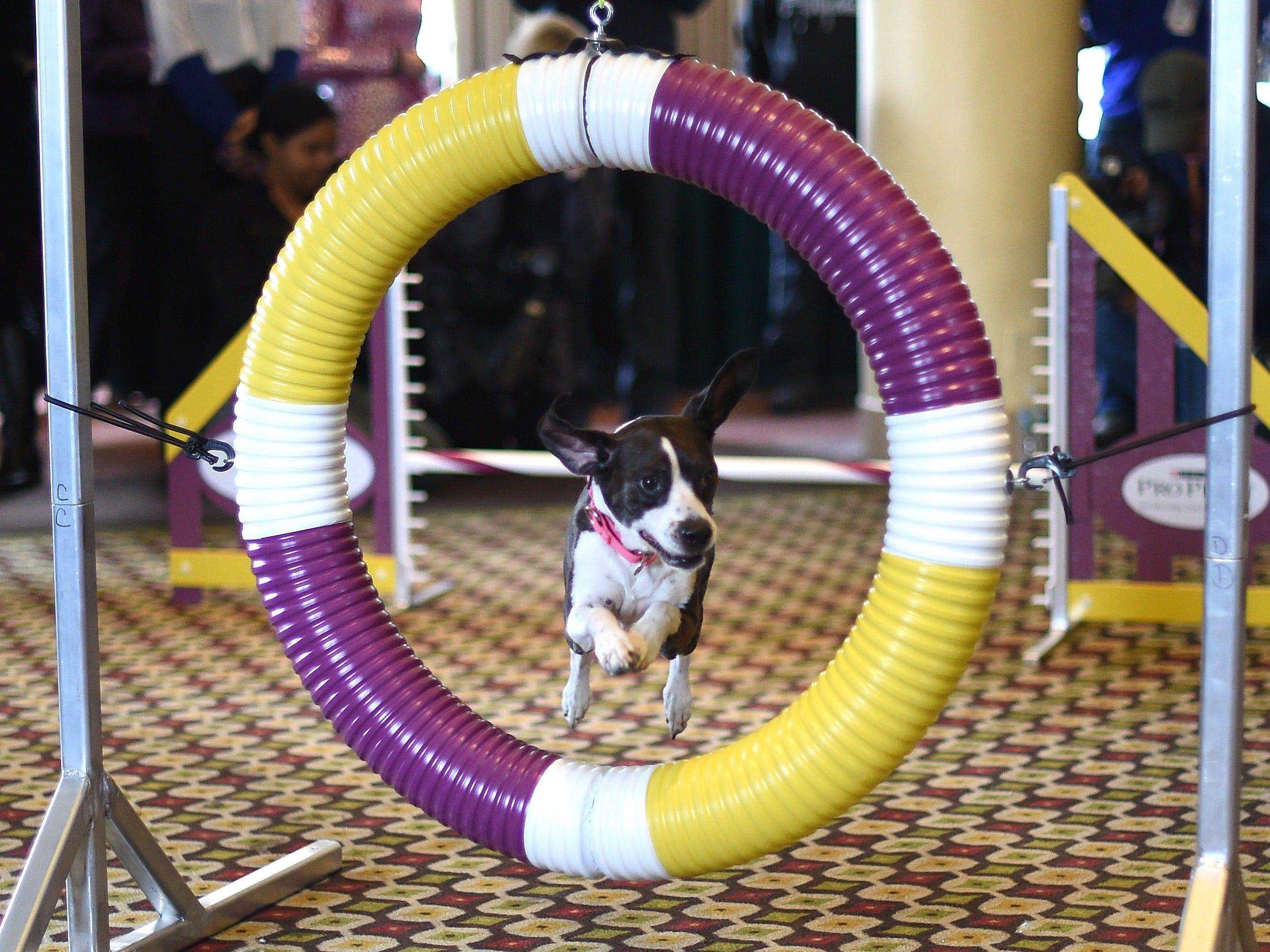 Hailey war der All American Dog Sieger bei der Agility-Meisterschaft 2016.