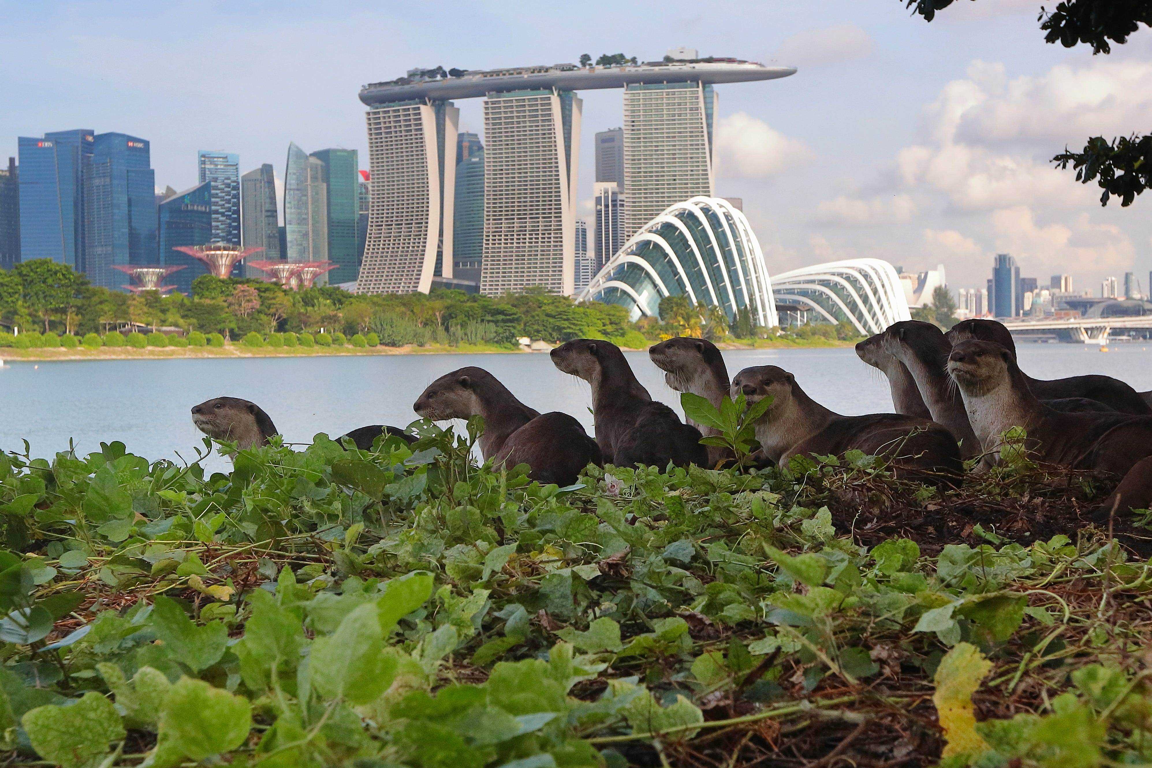 Singapur-Otter mit Marina Bay Sands Hotel im Hintergrund