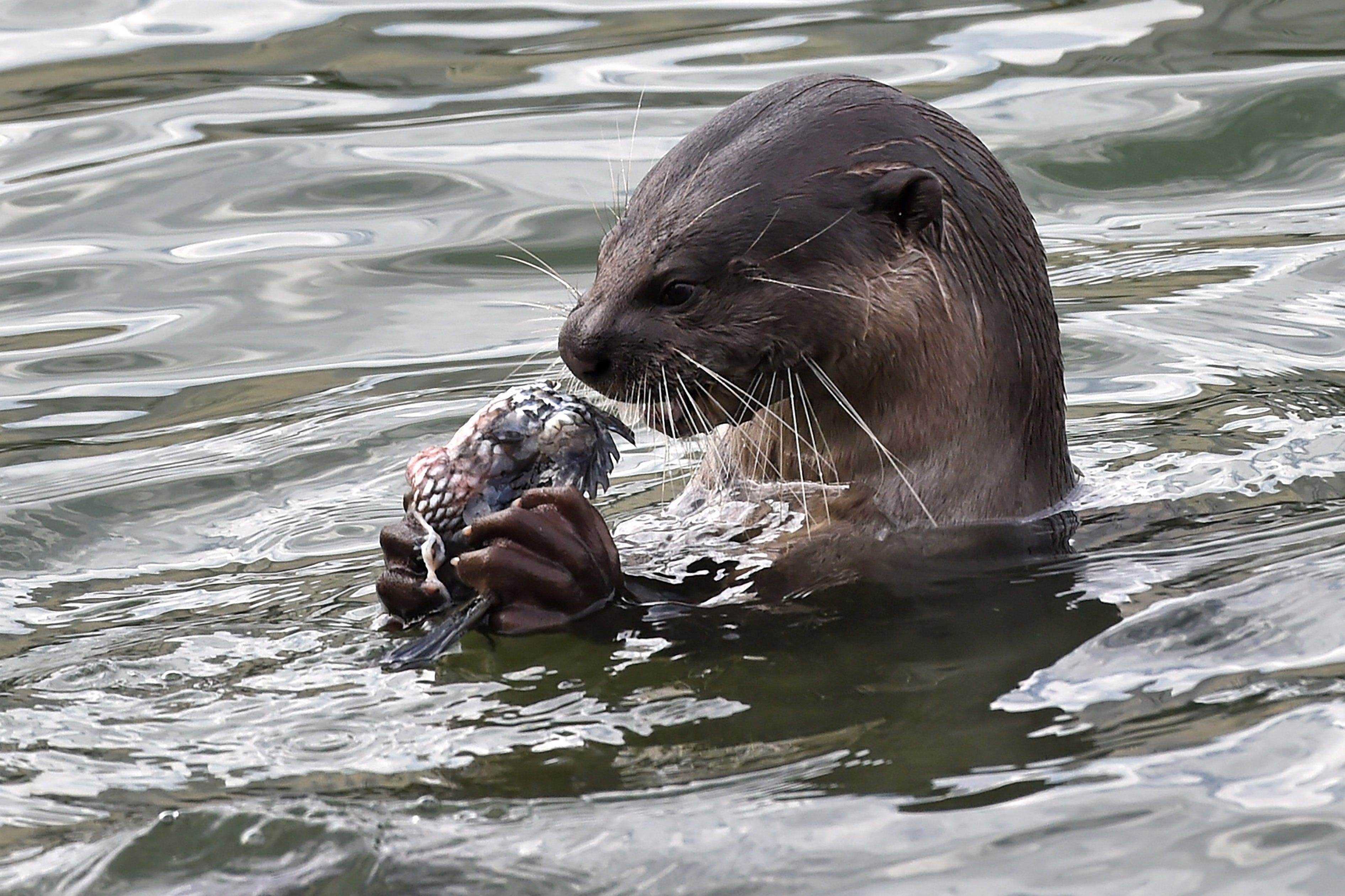Otter greift nach Fischen im Fluss