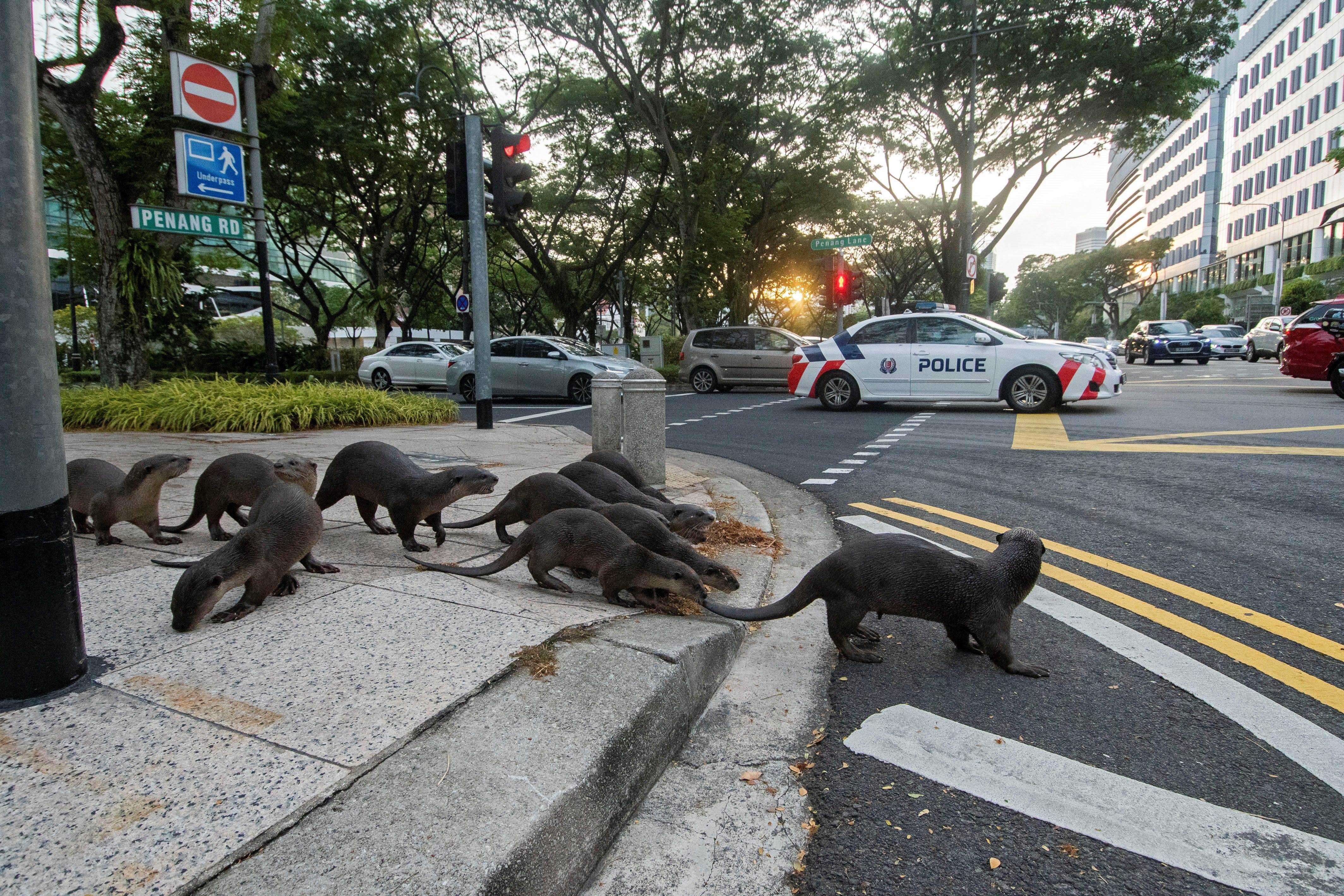 Rudel Otter, die eine Straßenkreuzung in Singapur überqueren