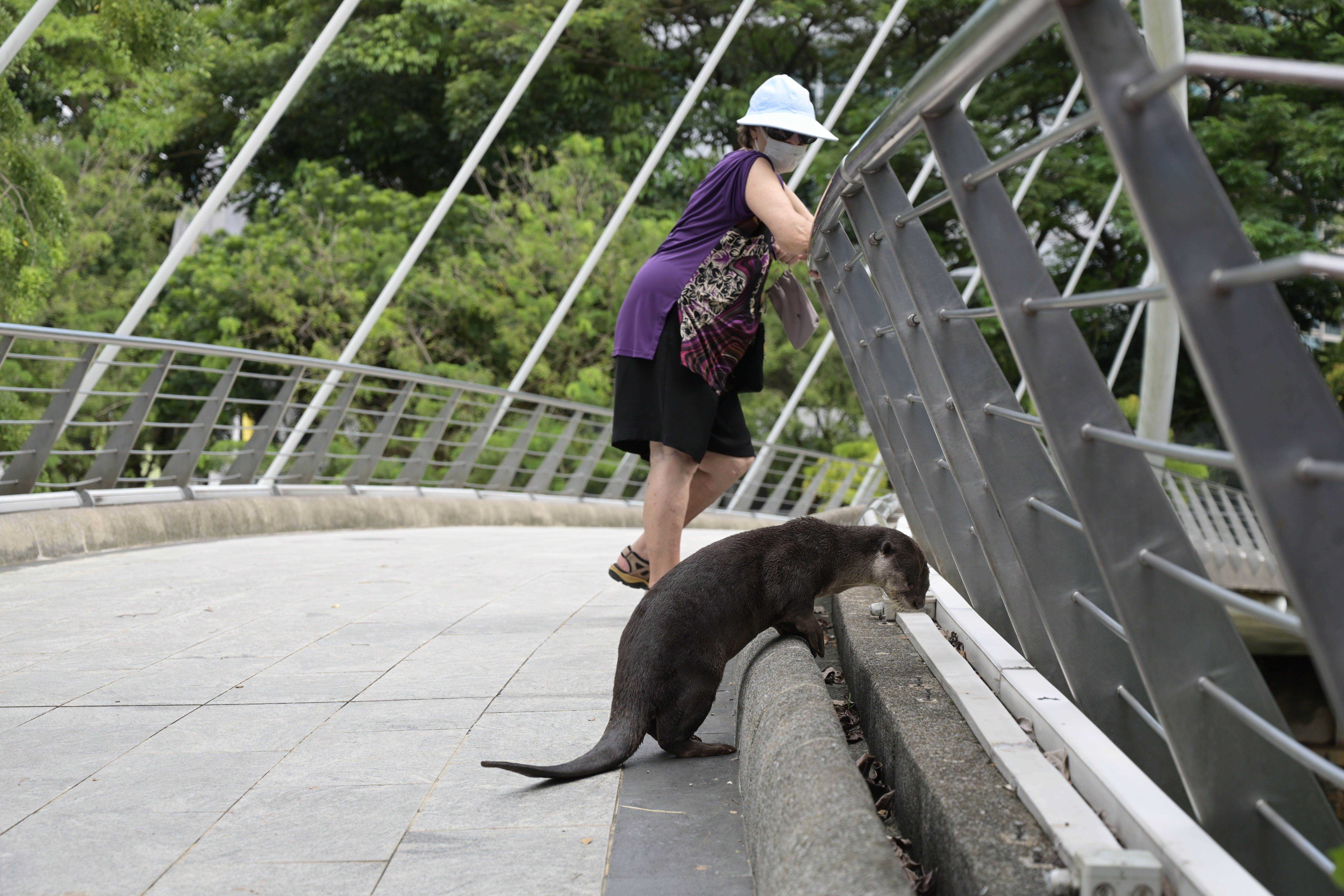 Otter späht über Brücke mit Frau im Hintergrund
