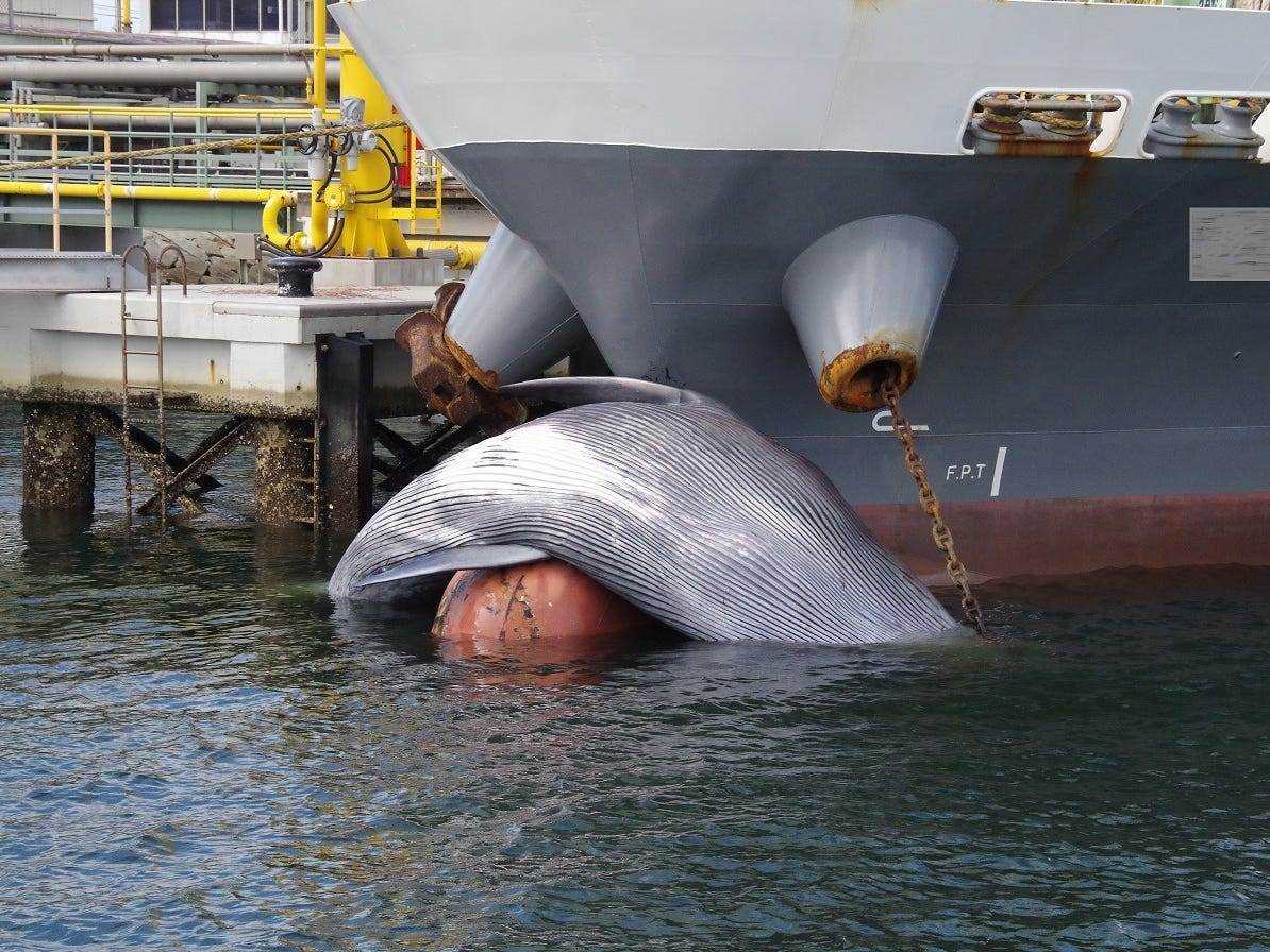 Brydewal auf dem Bug eines Schiffes in Japan gestrandet
