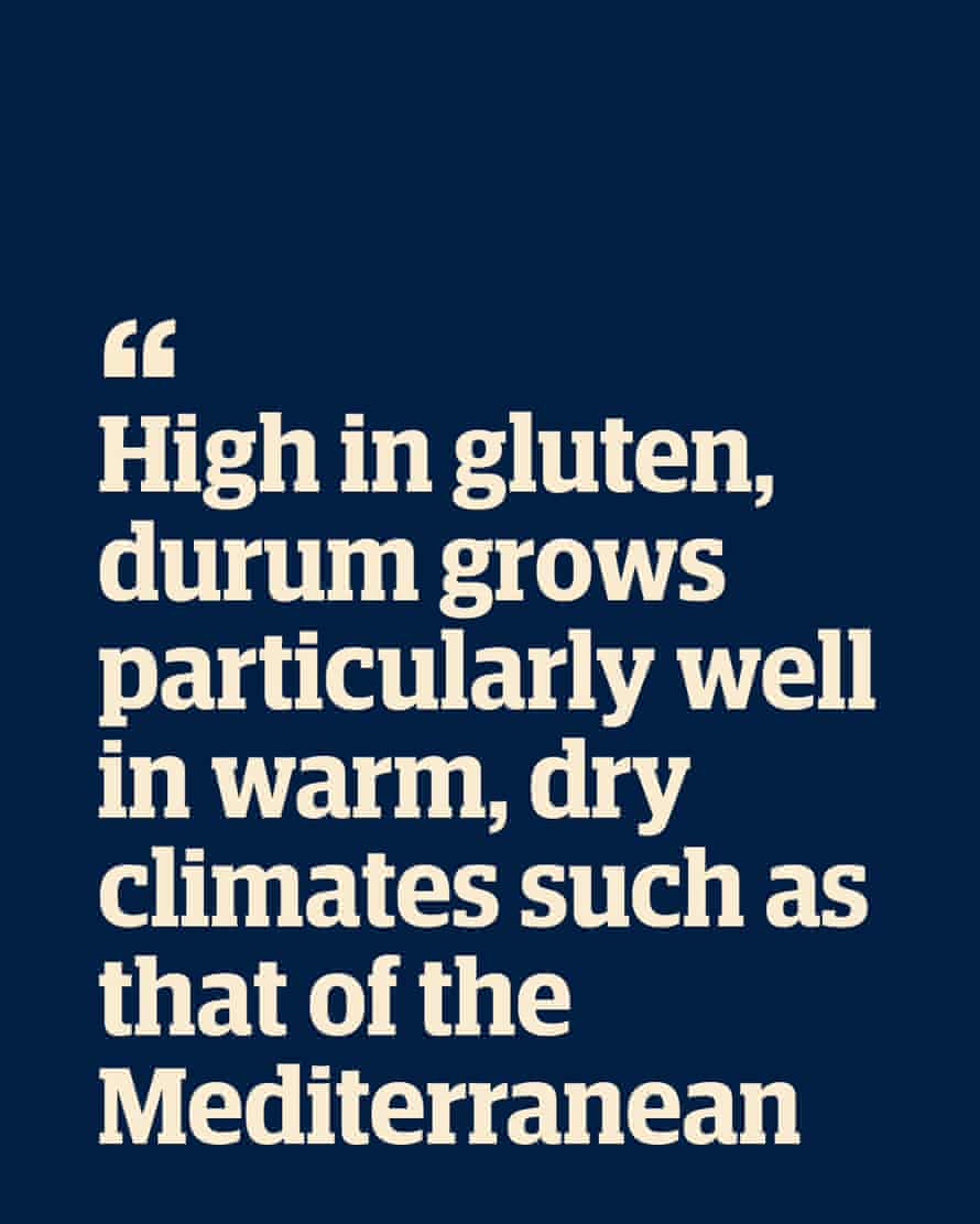 Zitieren: "Hartweizen mit hohem Glutengehalt gedeiht besonders gut in warmen, trockenen Klimazonen wie dem des Mittelmeers"