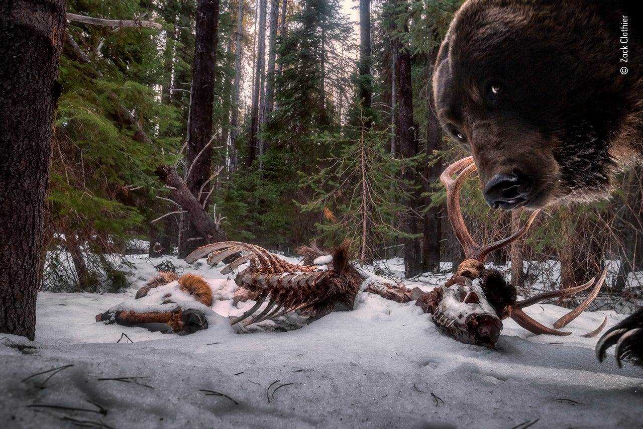 Grizzlybär, der dich von rechts anstarrt, mit Elchkadaver im Hintergrundschnee