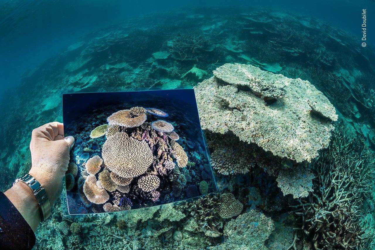 totes Korallenriff mit einer Hand, die ein Foto von zuvor leuchtend bunten Korallen hält