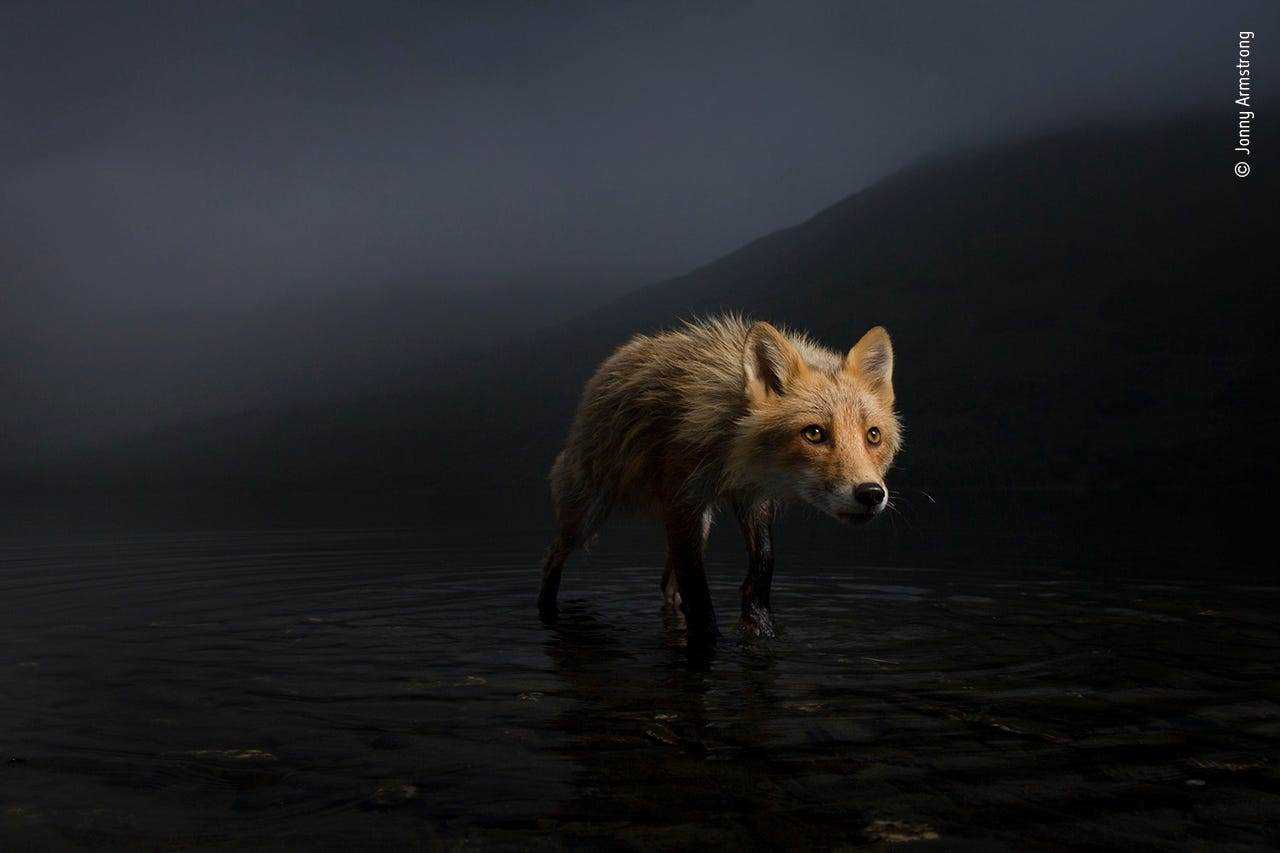 Fuchs kriecht durch dunkles seichtes Wasser