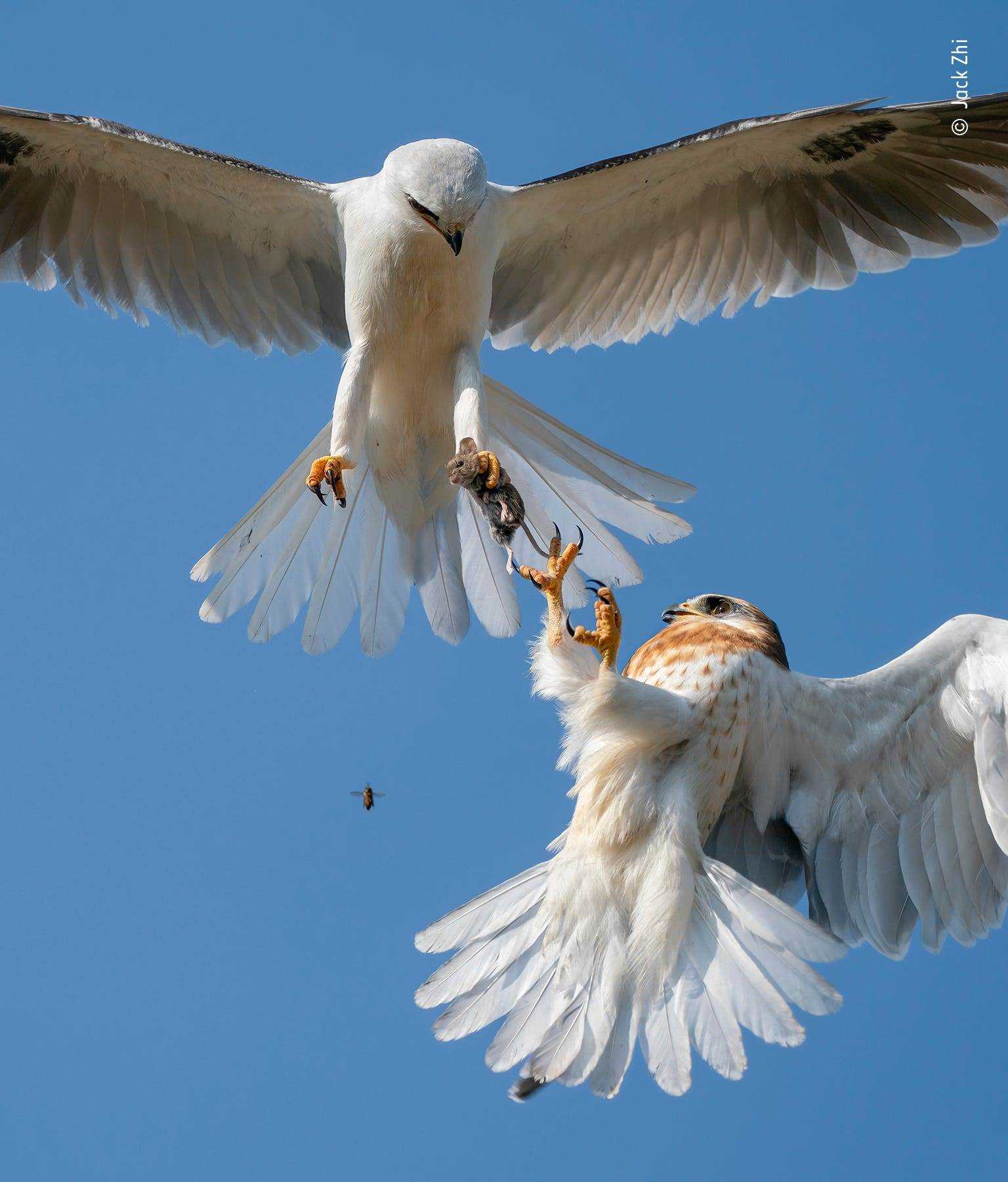 weißer Vogel mit ausgestreckten Flügeln in der Luft hält die Maus in der Klaue, während ein kleinerer Vogel mit braunen Sprenkeln die Klauen erreicht, um die Maus zu nehmen
