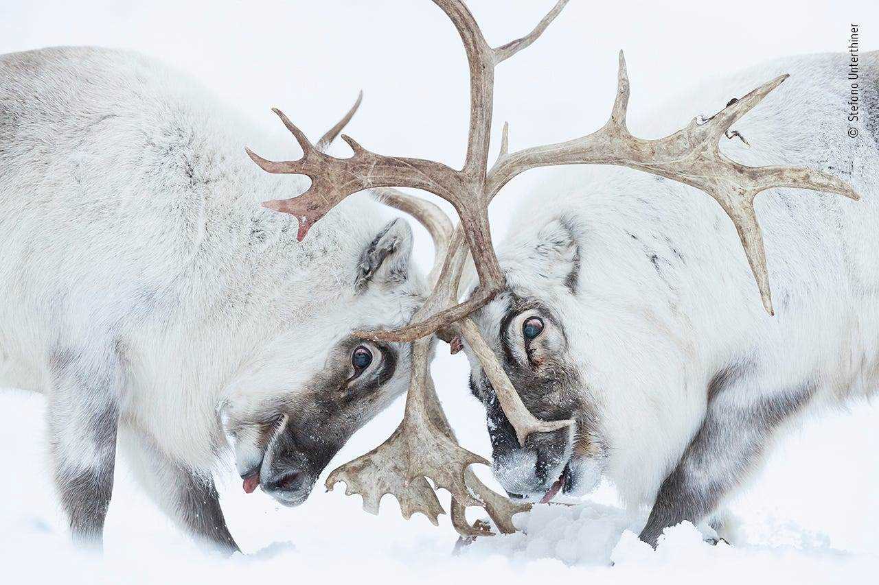 zwei weiße Rentiere, die Geweihe im Schnee sperren