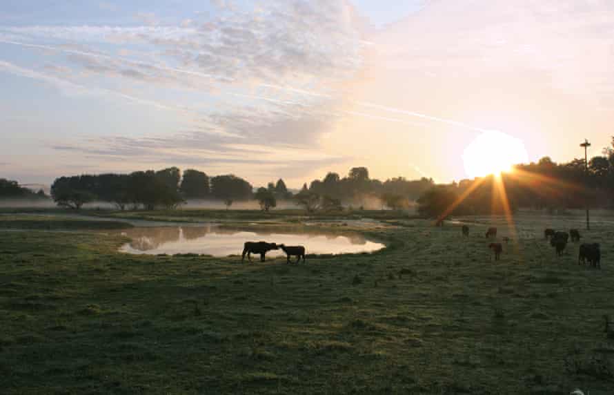 Saarland Bliesgau: Wasserbüffel im UNESCO-Biosphärenreservat
