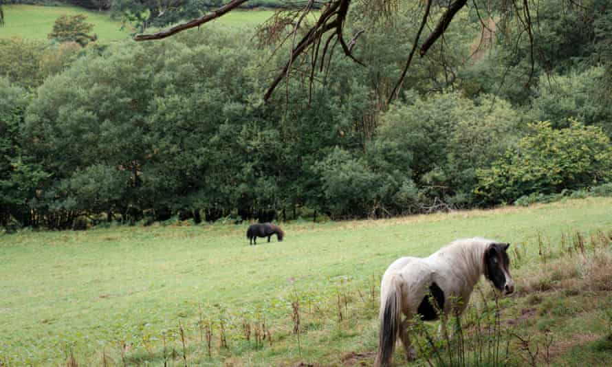Ponys in der Nähe von Pen-y-Ddinas