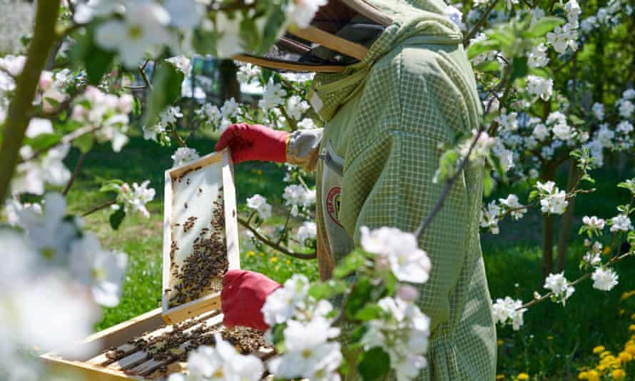 3. Inline HR Konstanz- Imker im Bienenstock im Bioland Bienenstand