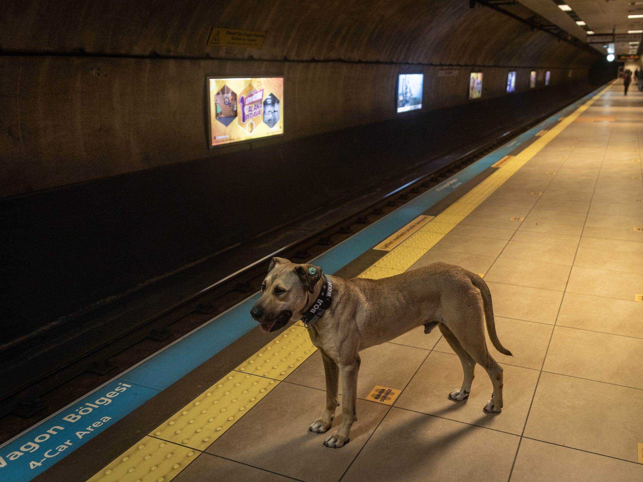 Boji wartet auf eine U-Bahn.