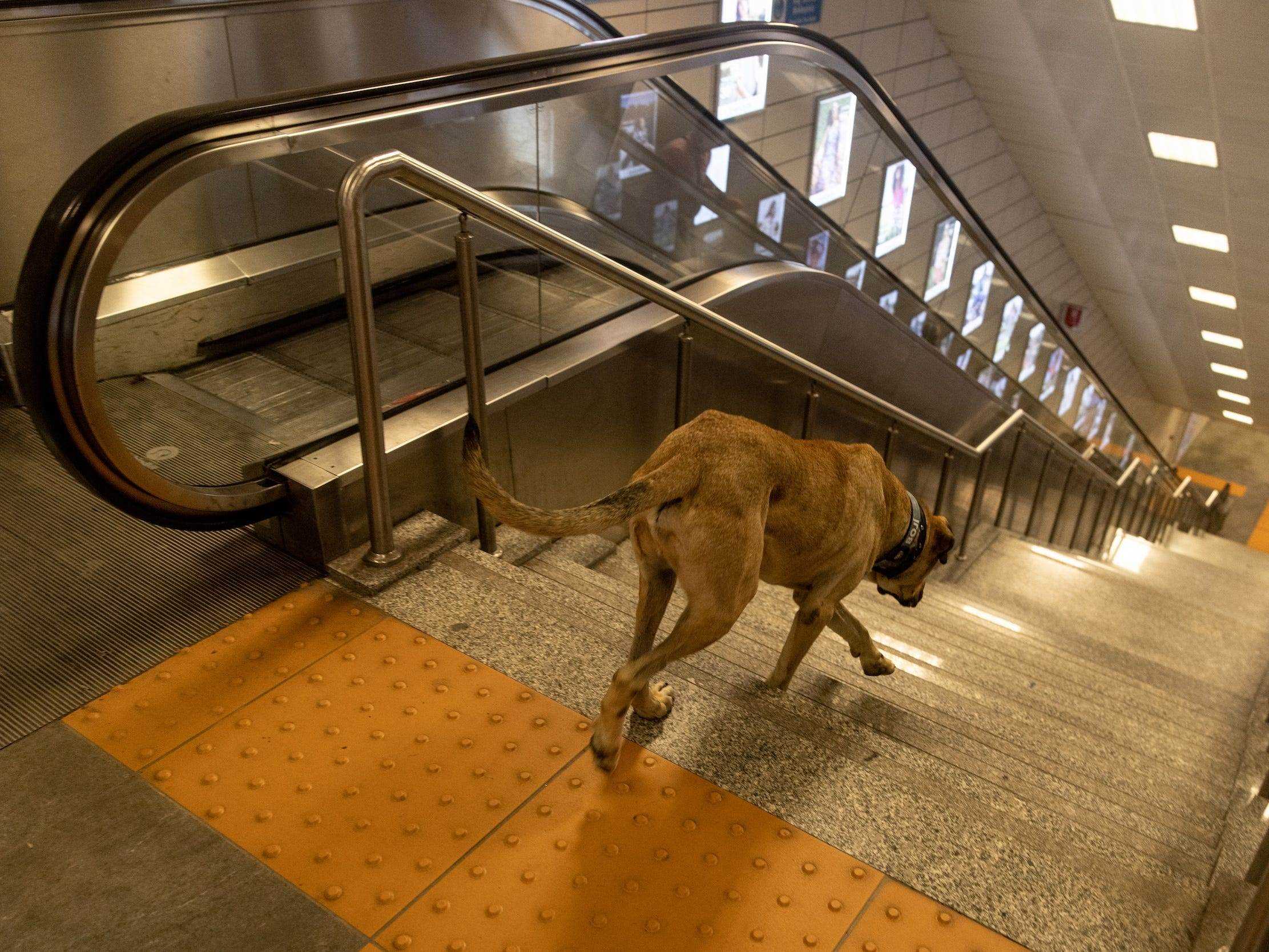 Boji steigt die Treppe der U-Bahnstation hinunter.