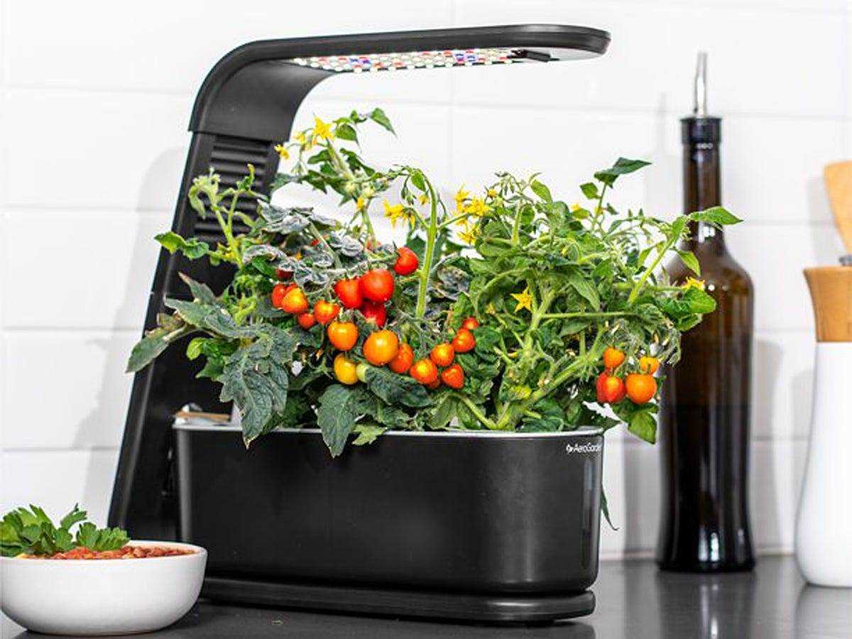 aerogarden schwarz mit Tomatenpflanze in weißer Küche ist ein tolles Geschenk für 13-jährigen Jungen