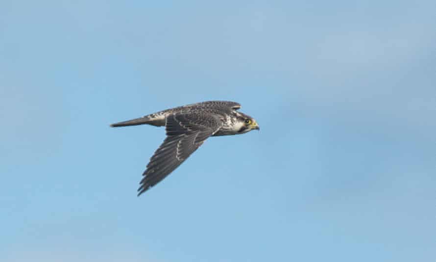 Vogelbeobachter James Wilson entdeckte diesen Tundra-Wanderer Ende September 2021 auf North Ronaldsay, Orkney-Inseln.