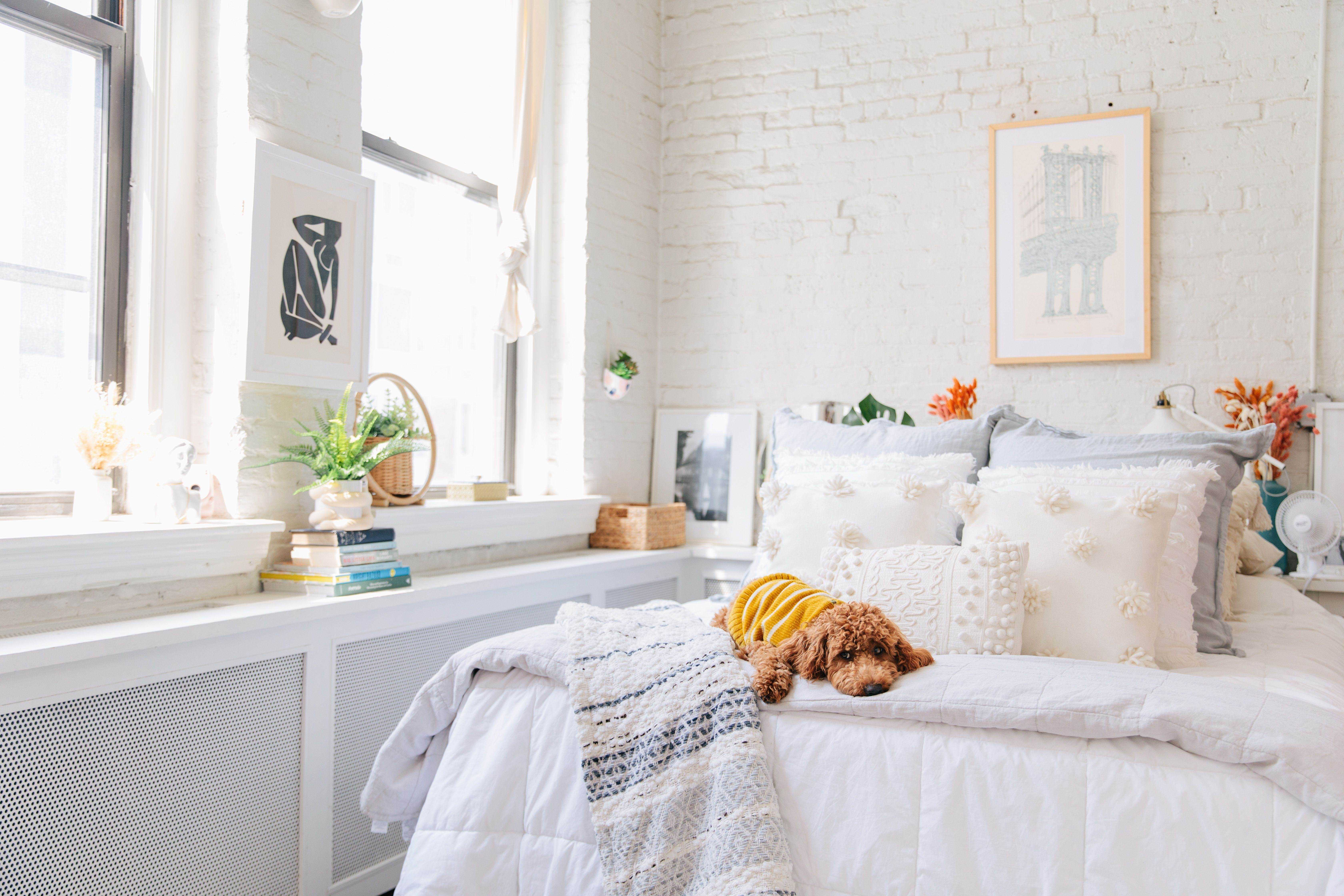 Rachel Martinos Hund ruht auf dem Bett in ihrem Loft in Brooklyn.