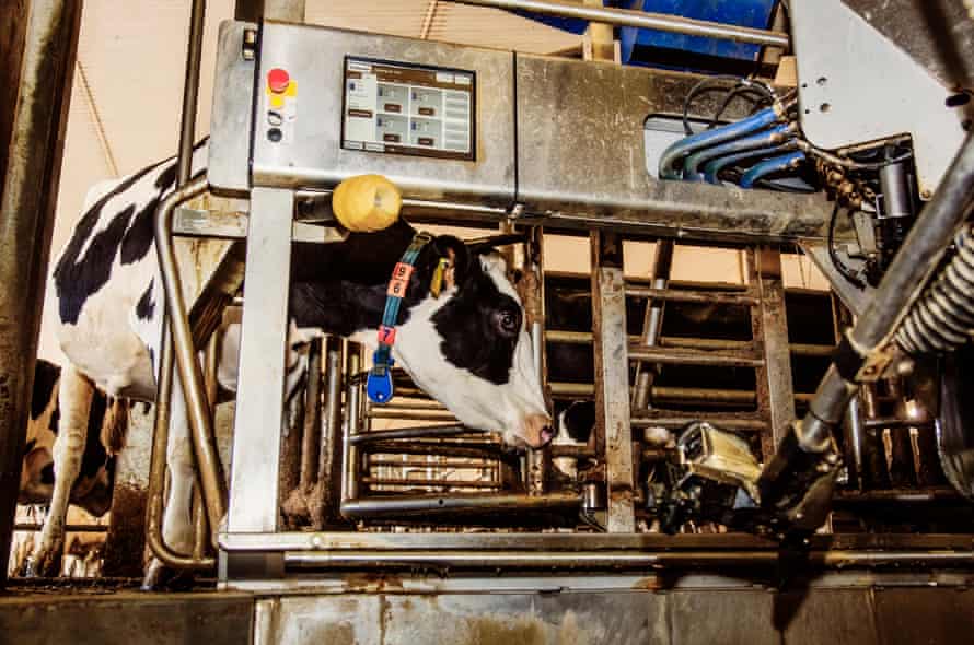 Eine Holstein-Kuh, die darauf wartet, mit automatisierten Melkgeräten, Alberta, Kanada, gemolken zu werden.