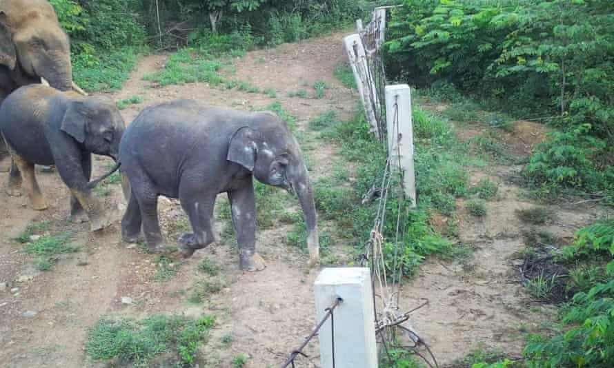 Elefanten auf einer Überwachungskamera nähern sich einem Zaun