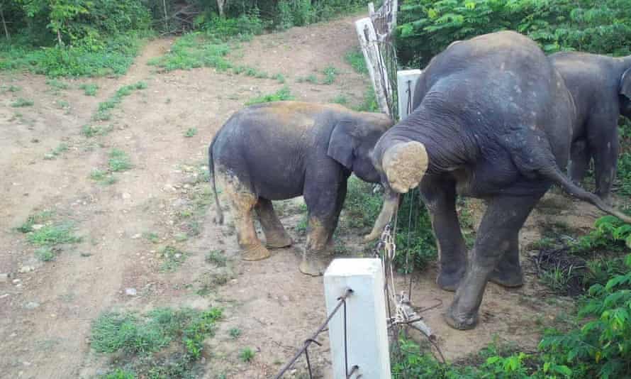 Die Elefanten zeigen eine Reihe von Zaunhüpftechniken