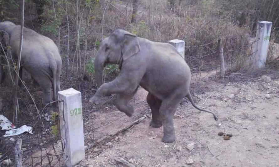 Elefanten hüpfen über die Zäune, um zu den Feldern der Bauern zu gelangen