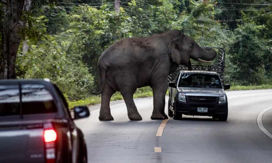 Ein wilder Elefant, der lokal als Boonchuay bekannt ist, nähert sich dem Verkehr.