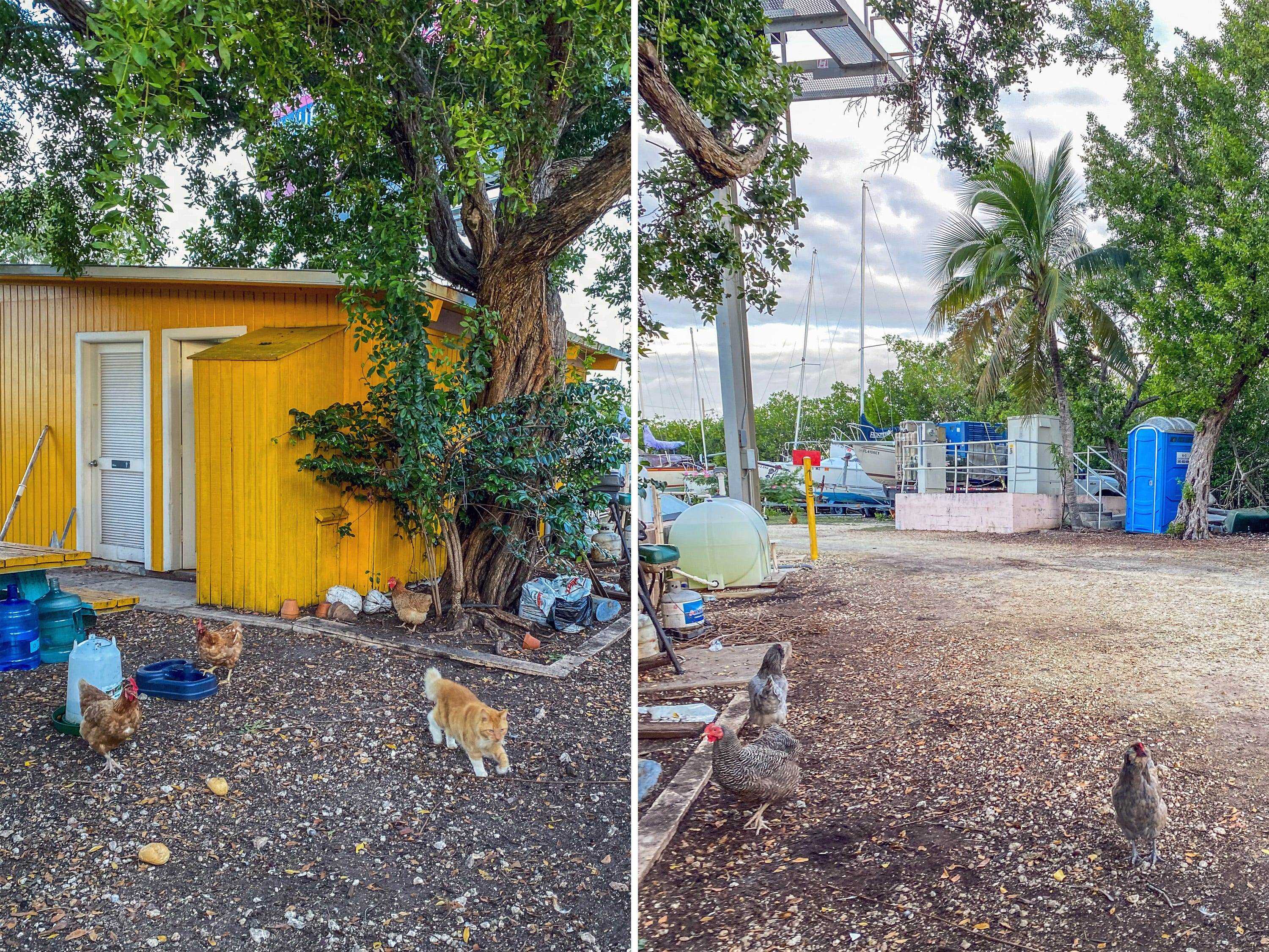 Ein Blick auf das Badezimmer und Hühner und eine Katze mit Bäumen in der Nähe