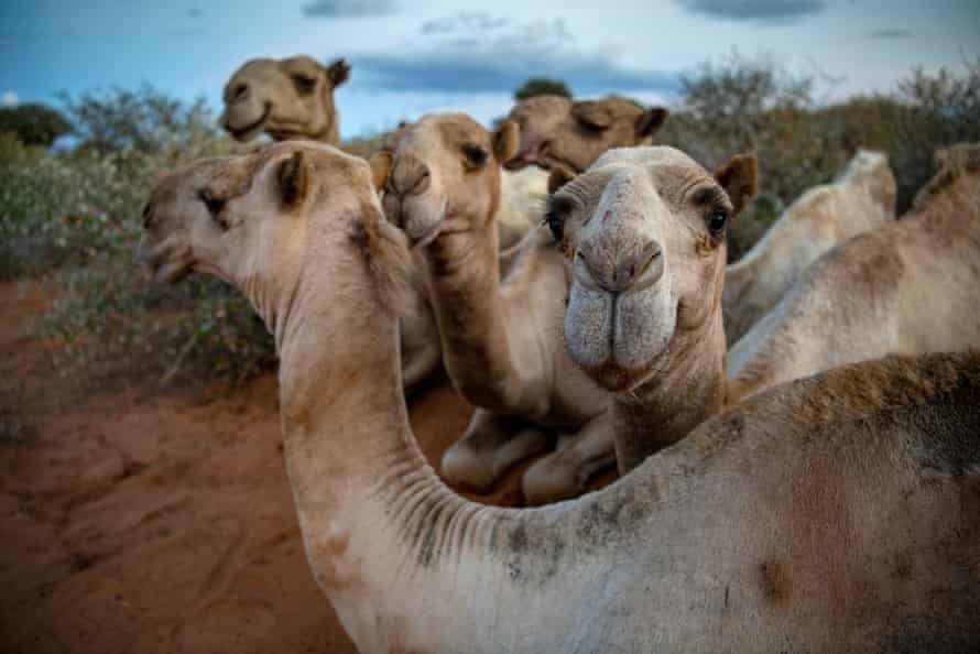 Die Kamele von Chat machen eine Pause.