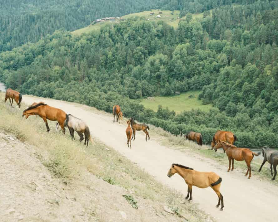 Eine Gruppe wilder Pferde auf der Straße nach Omalo