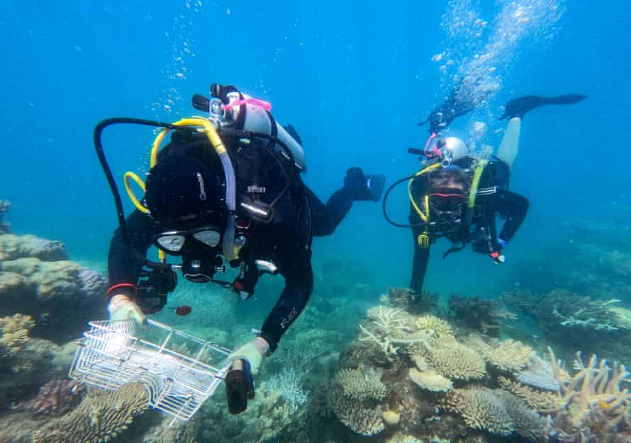Ein Forscher sammelt Korallen in den Riffen von Wood und Martin