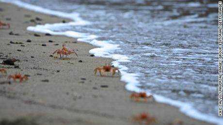 Rote Krabben oder Geisterkrabben auf der Isla de la Plata, einer kleinen Insel vor der Küste von Manabí, Ecuador. 