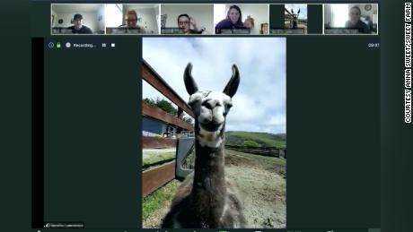 Auf diesem Bauernhof können Sie ein Lama oder eine Ziege zu Ihrem nächsten Videotreffen einladen