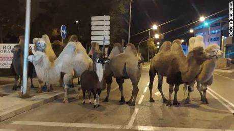 Die entflohenen Kamele sind am Freitagabend in den Straßen von Madrid zu sehen 
