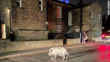 Eines der Schweine findet seinen Weg auf eine Straße neben dem Golfclub. 