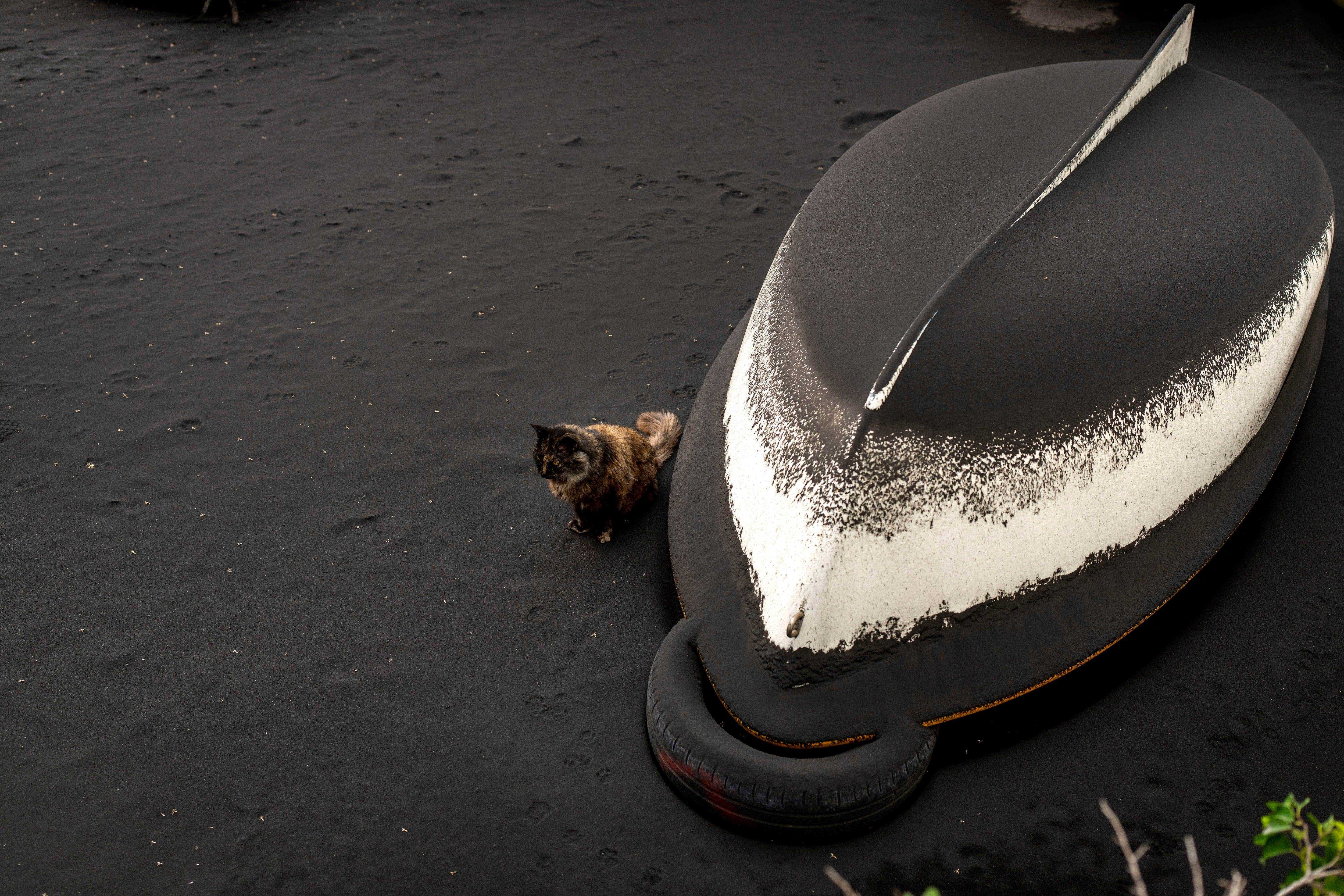 Eine Katze sitzt neben einem umgestürzten Boot, das mit Asche bedeckt ist