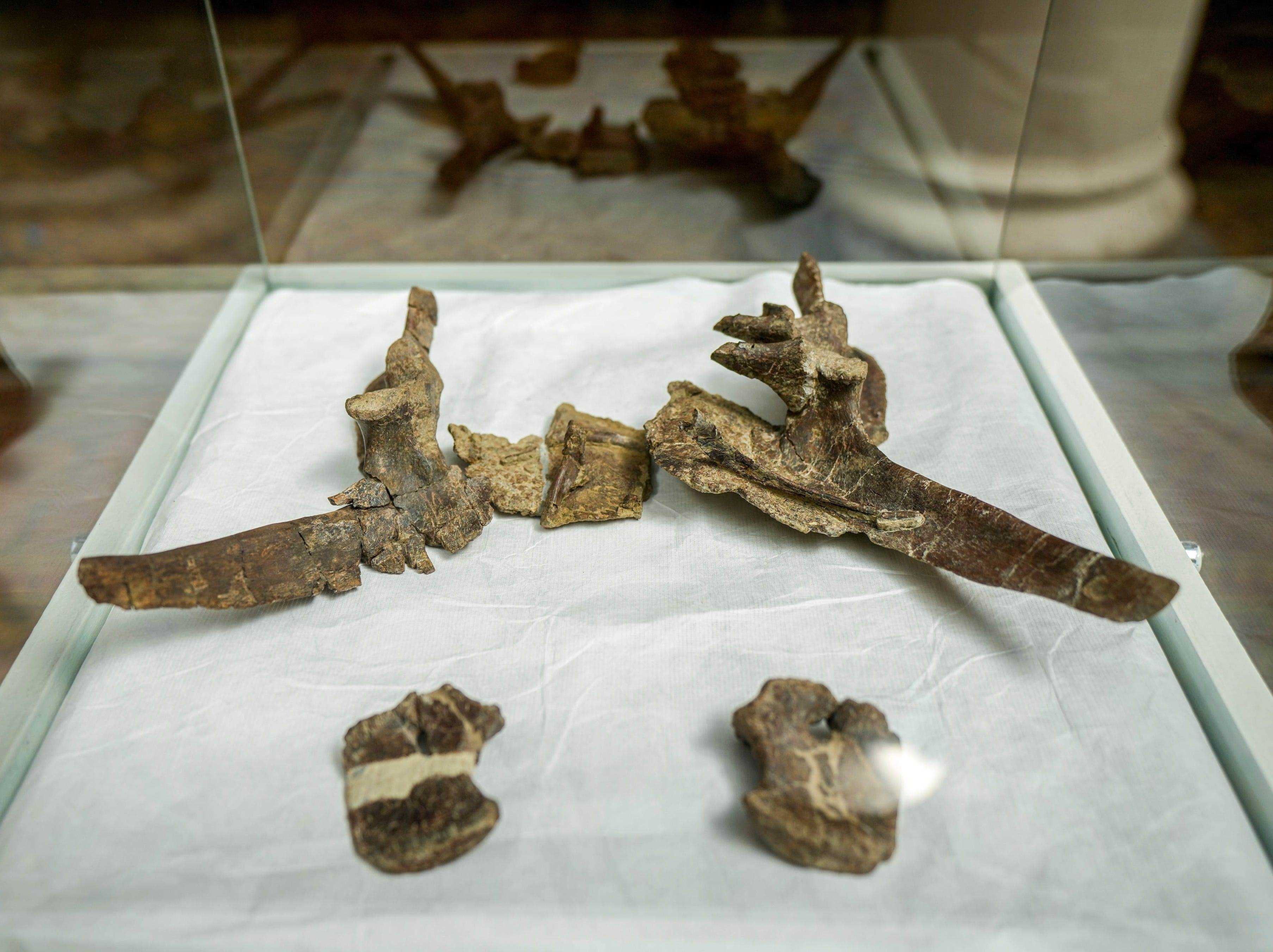 Mehrere der versteinerten Überreste des Steguros elengassen, eines neu identifizierten gepanzerten Dinosauriers, der das chilenische Patagonien bewohnte, werden während einer Pressekonferenz in Santiago, Chile, am Mittwoch, den 1. Dezember 2021, ausgestellt.