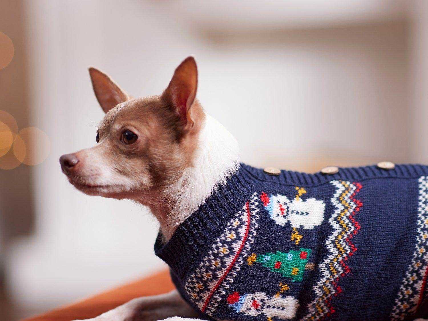 weiße und braune Chihuahua mit marineblauem Pullover mit Schneemännern und Weihnachtsbäumen um die Brust