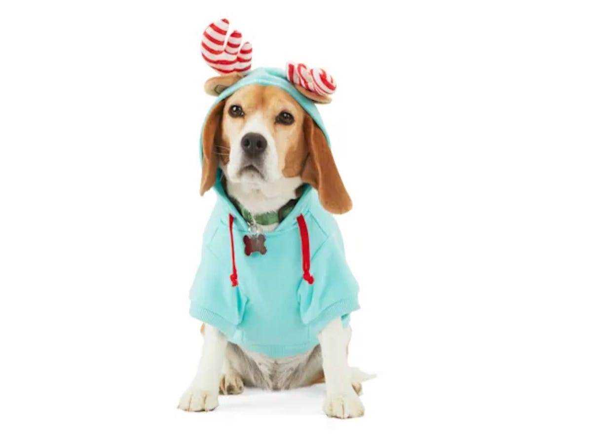 Ein Beagle, der ein blaues Sweatshirt mit zuckerstangengestreiften Rentierohren trägt