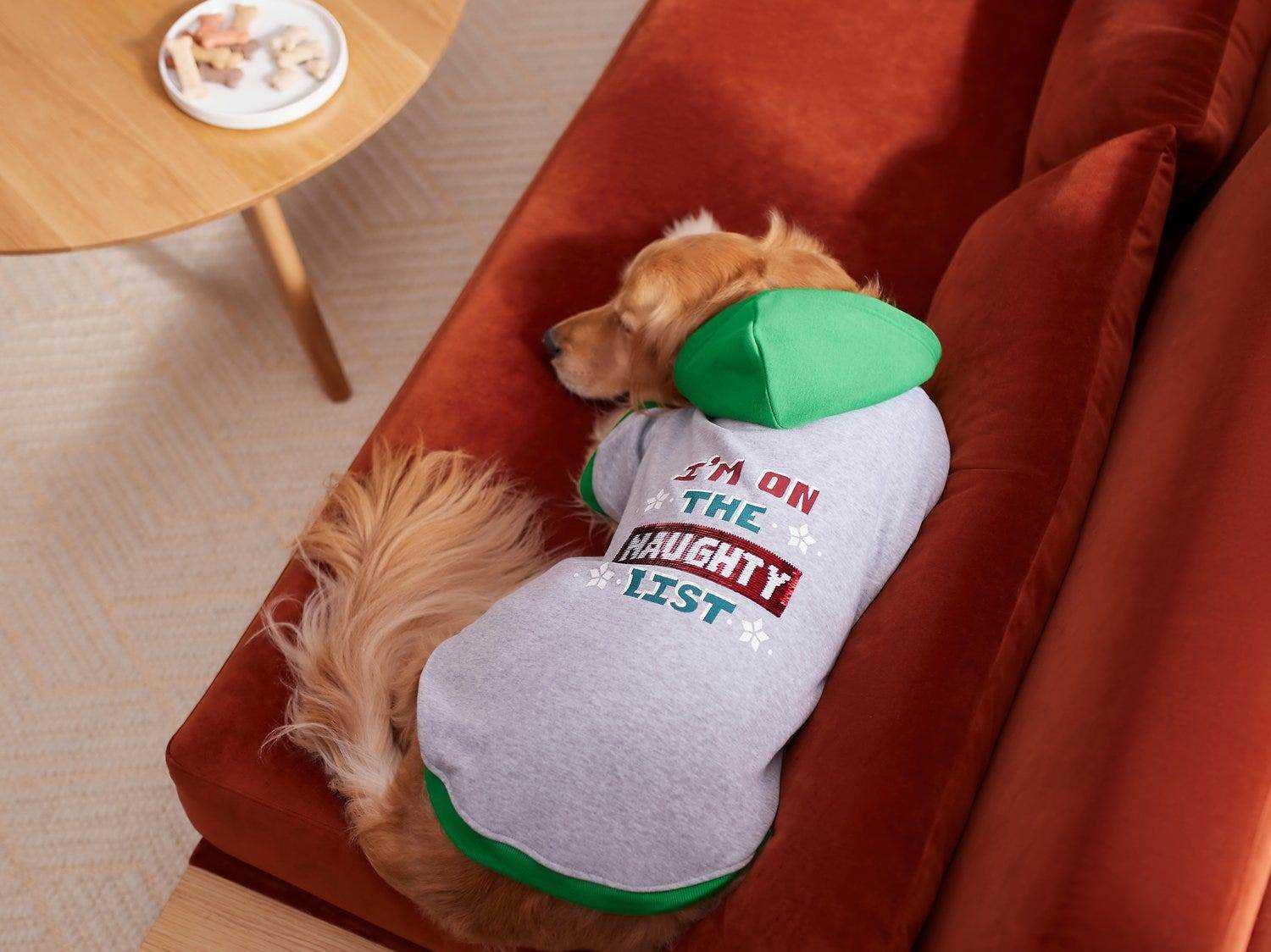 Ein Hund rollte sich beim Husten zusammen und trug einen grauen Pullover mit einer grünen Kapuze, auf der steht: 