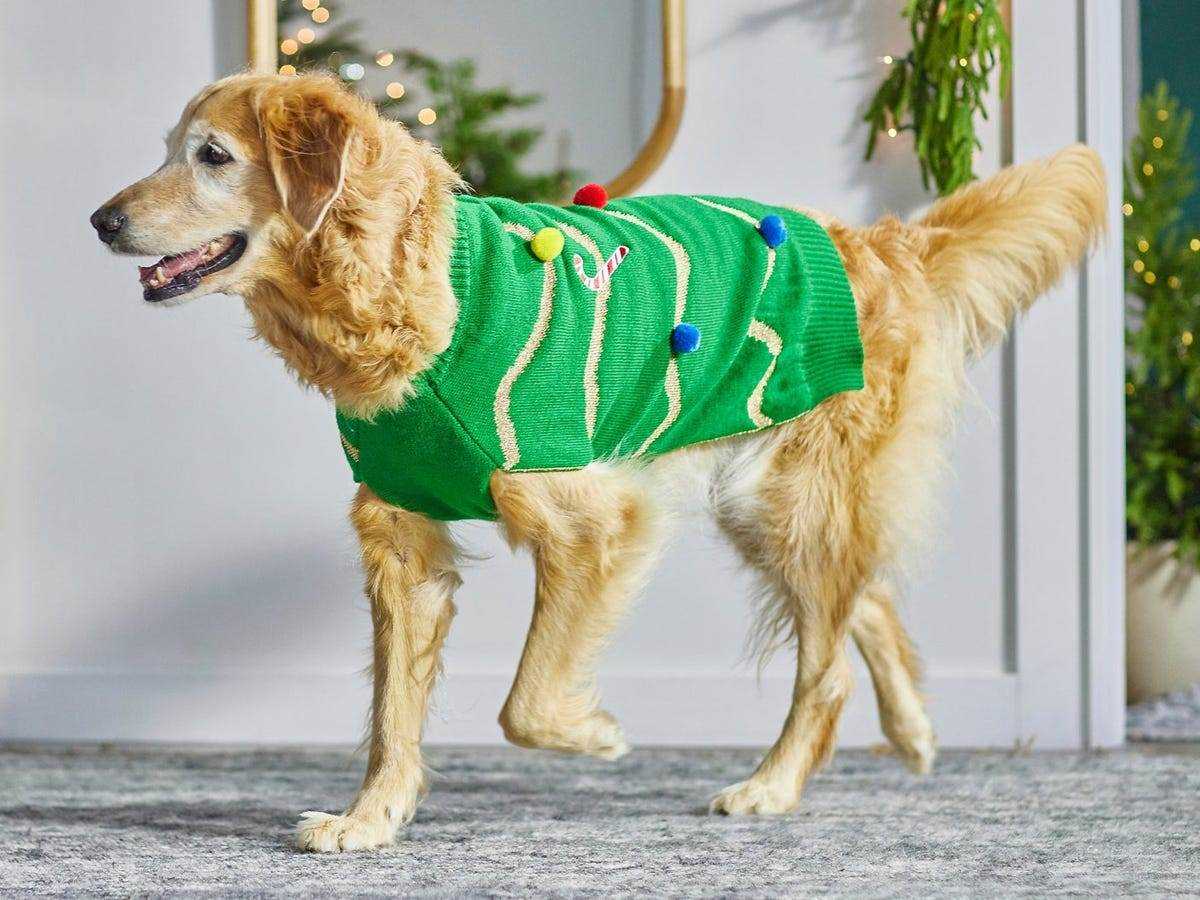 Ein Golden Retriever, der einen grünen Weihnachtsbaum-Hundepullover trägt