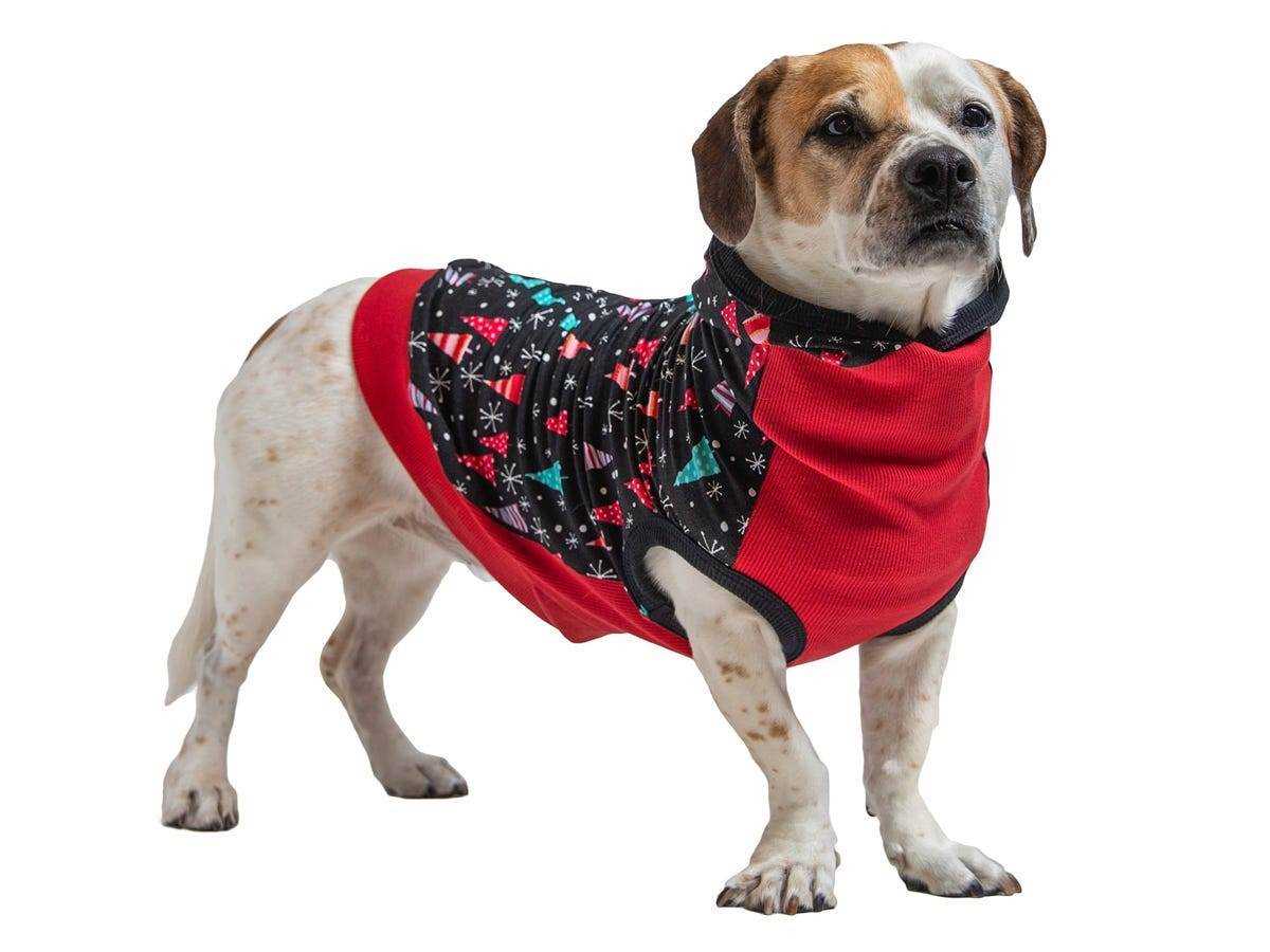 Ein weißer Hund mit braunen Flecken trägt einen schwarz-roten Pullover mit kleinen Urlaubsdetails