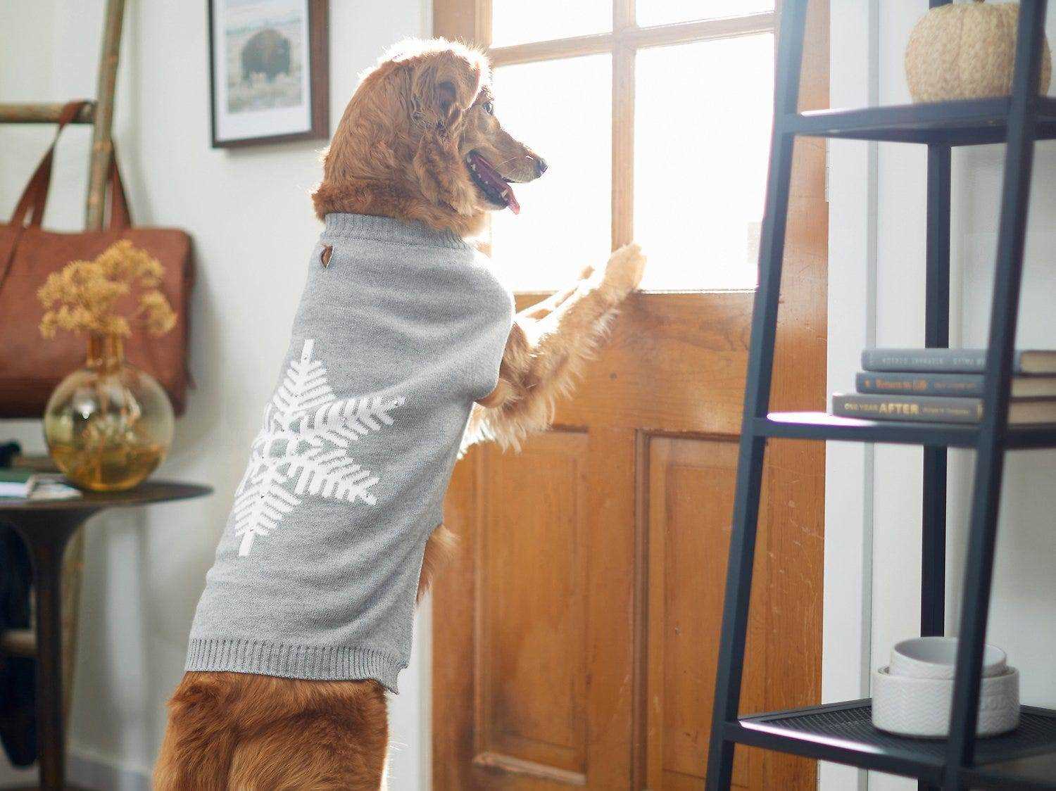 Ein mittelgroßer rotbrauner Hund, der gegen eine Holztür springt und einen grauen Pullover mit einer weißen Schneeflocke bewacht