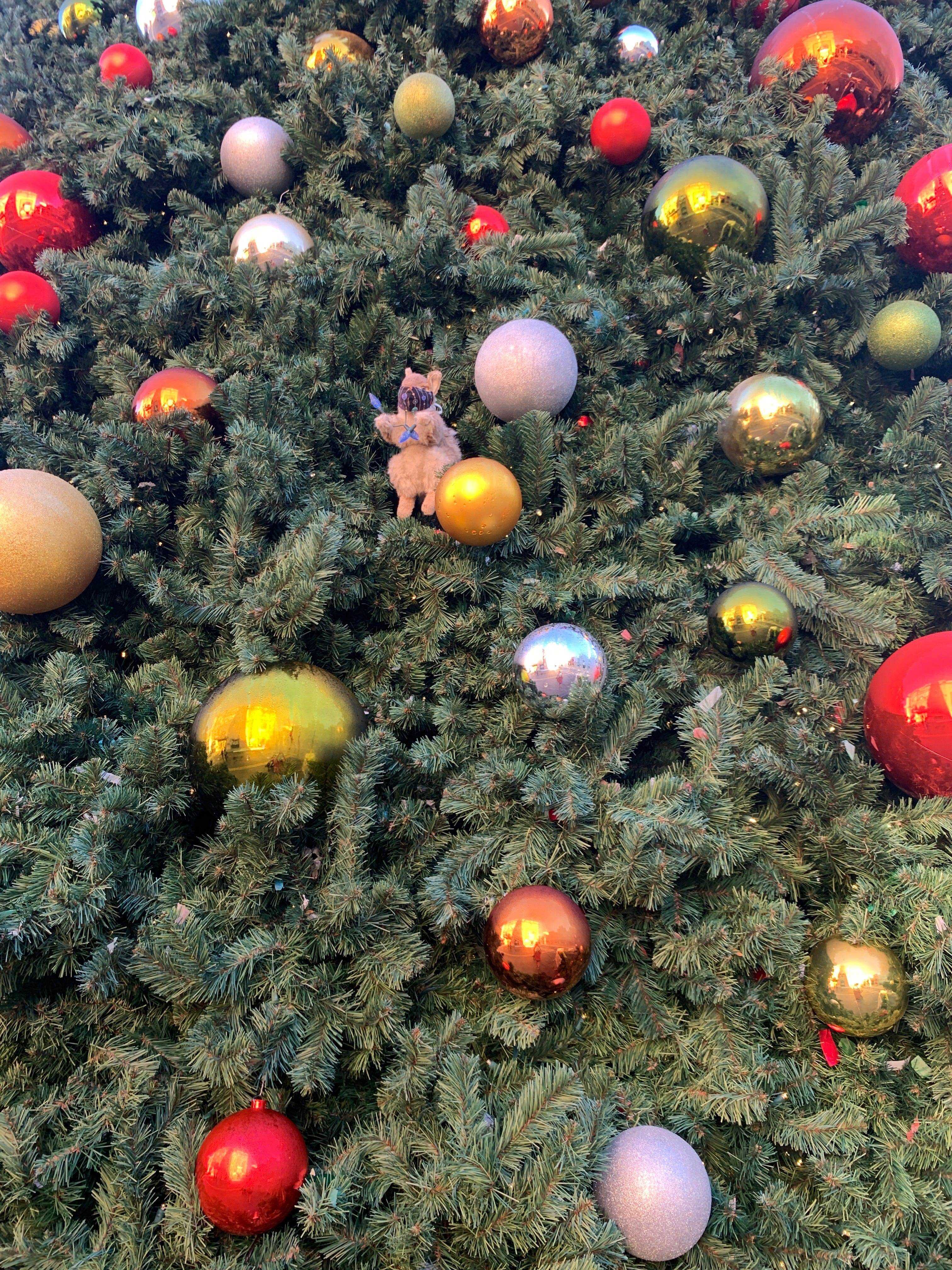 Earl das Eichhörnchen unter einer Reihe von Ornamenten an einem Baum.