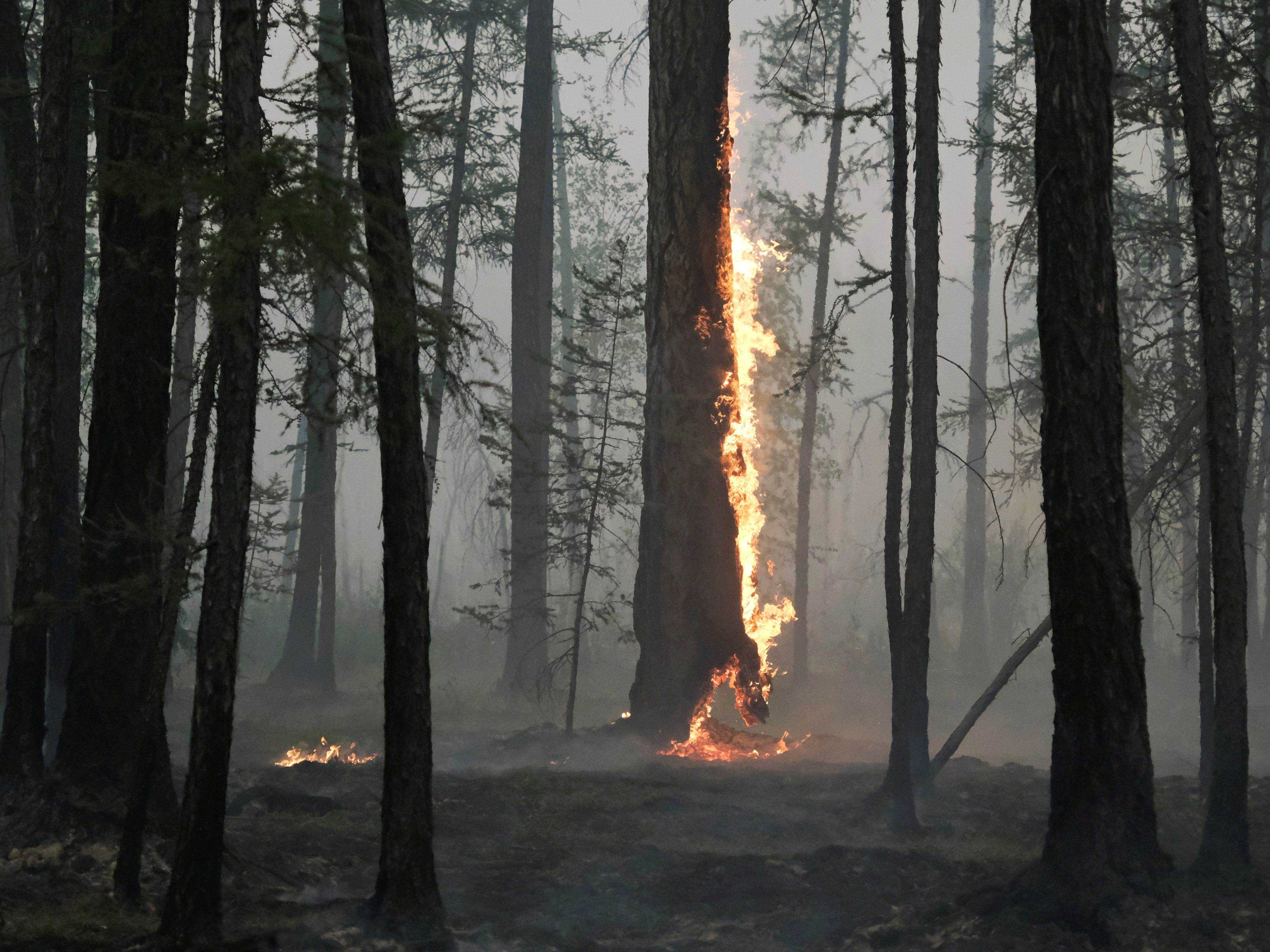 Ein Baum brennt bei einem Lauffeuer in der Nähe des Dorfes Taastaakh in der Region Jakutien, Russland 11. August 2021. Aufnahme vom 11. August 2021.