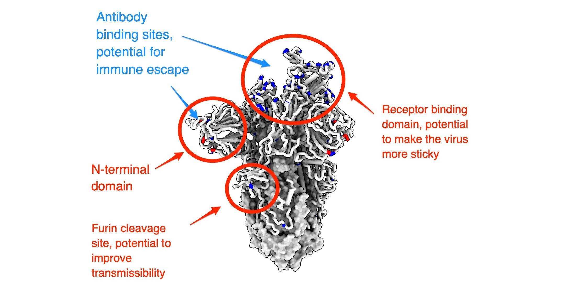 Ein Schema zeigt Mutationen am Spike-Protein der Omicron-Variante, und Pfeile zeigen an, wo sich diese Mutationen anhäufen könnten, um eine potenzielle biologische Wirkung zu haben.