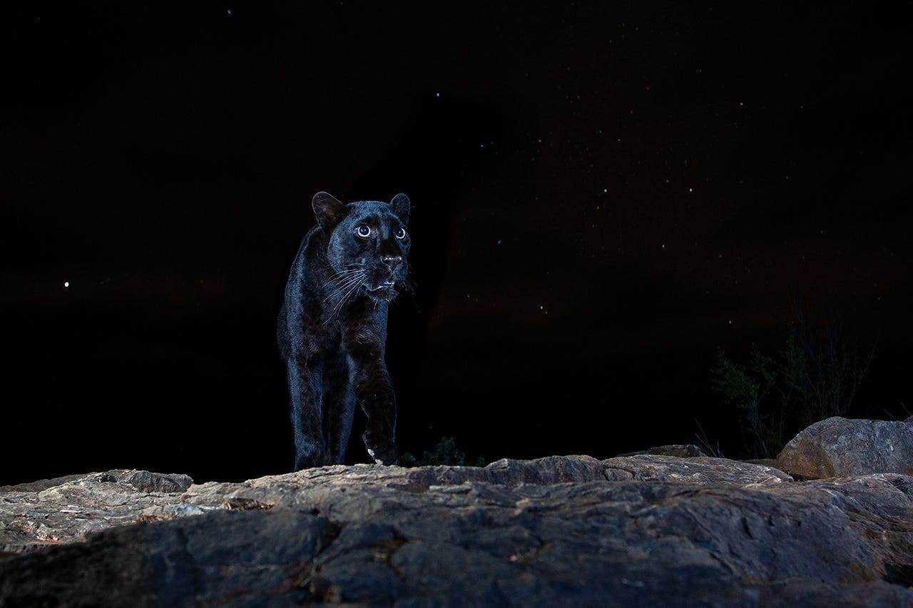 Ein schwarzer Leopard in der Nacht.