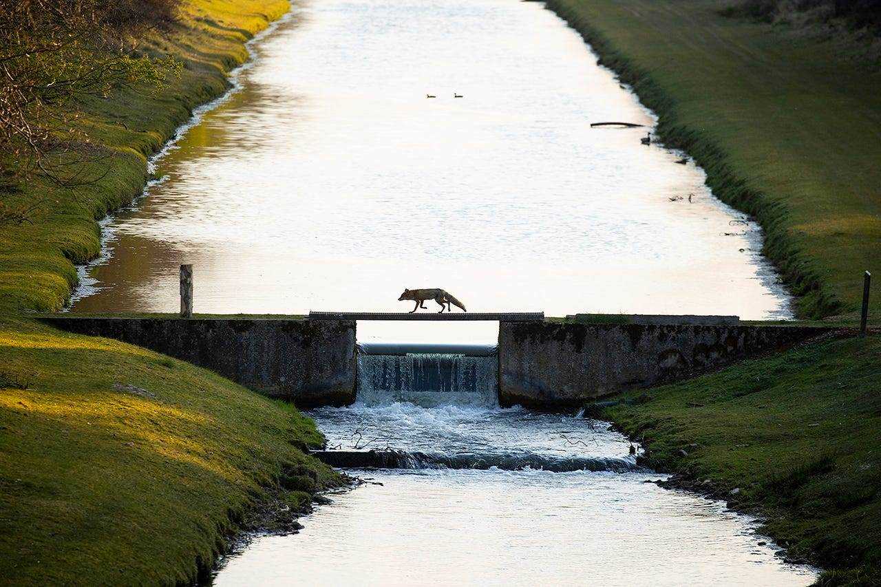 Ein Fuchs, der eine Brücke überquert.