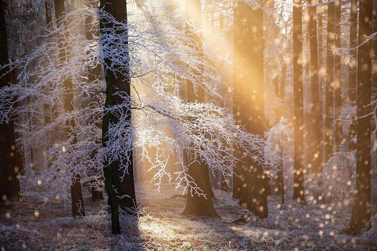 Sonne strömt durch Bäume in einem Wald.