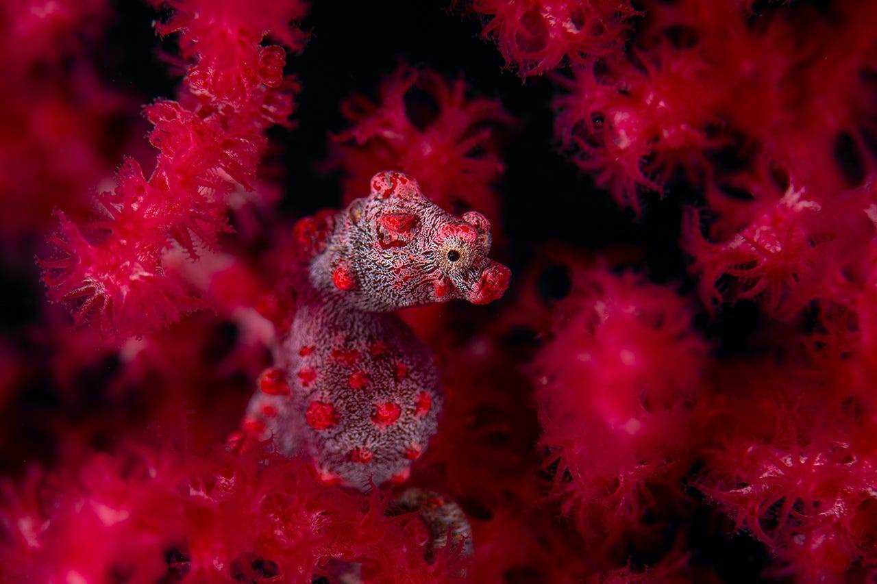 Ein rotes Pygmäen-Seepferdchen.