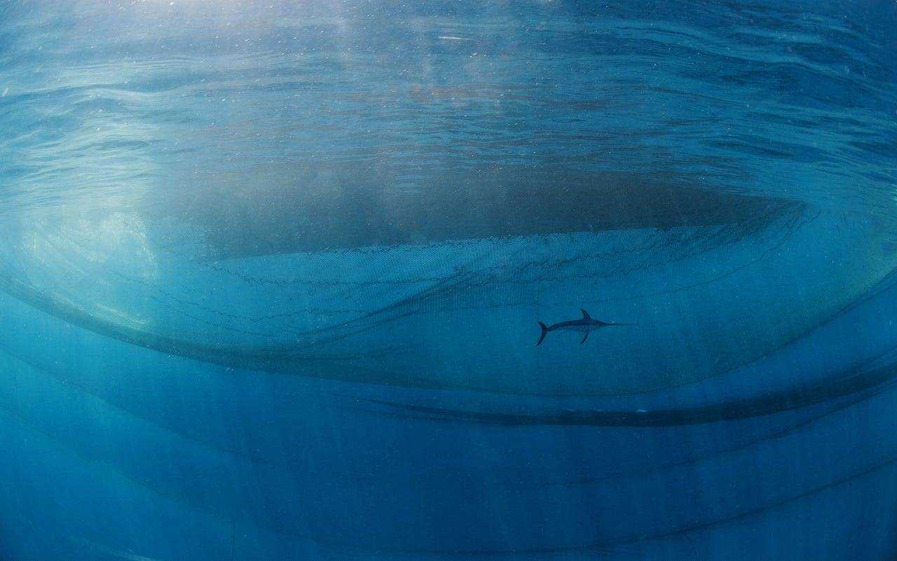 Ein Schwertfisch schwimmt durch den Ozean.